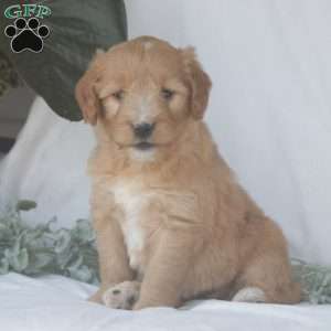 Fern, Goldendoodle Puppy